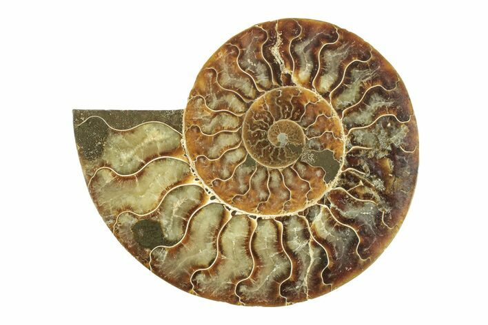 Cut & Polished Ammonite Fossil (Half) - Madagascar #264791